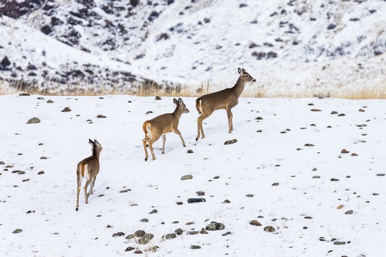 32 Yellowstone NP, witstaarthert.jpg